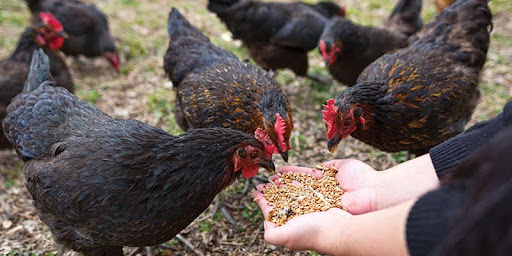 Grain For Fighting Chickens Boosts Thigh Power Endurance