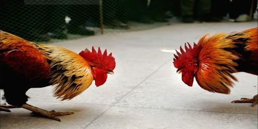 Thomo Cockfighting Live Stream Link
