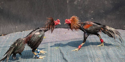 Live Cockfighting 67 - Learn the Rules Confidently Join the Game