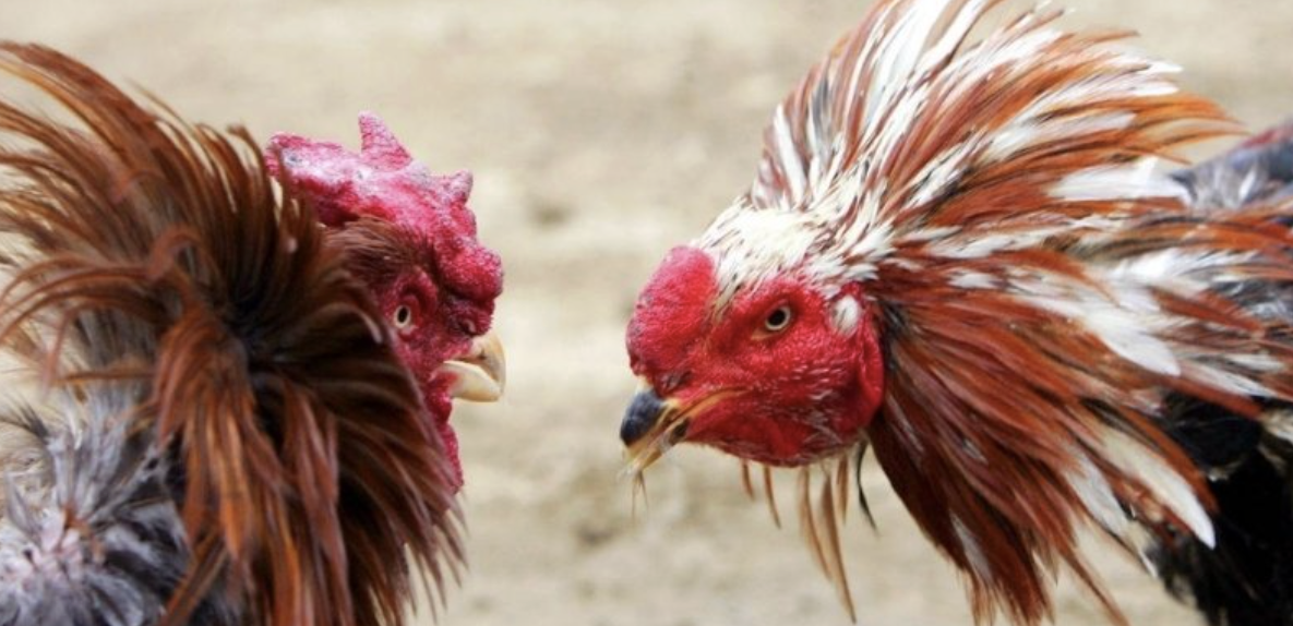 Cockfighting BETBDT – Where feathers fly and legends are born