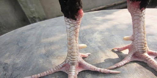 Dark Dragon Scales on Chickens - A Sign in Valiant Fighting Roosters