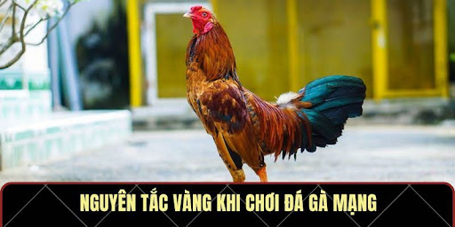 Online Cockfighting – The Exciting Feeling 2025