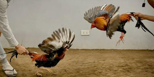 Secrets to Choosing Fighting Roosters – Identify Champions