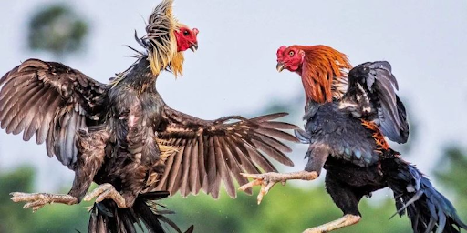 Knife-Spurred Cockfighting - Guide to Participating on the Lucky88 Platform