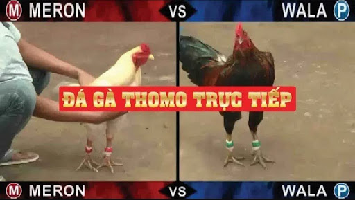 Thomo cockfighting - Everything you need to know about participating in online cockfighting in Cambodia.