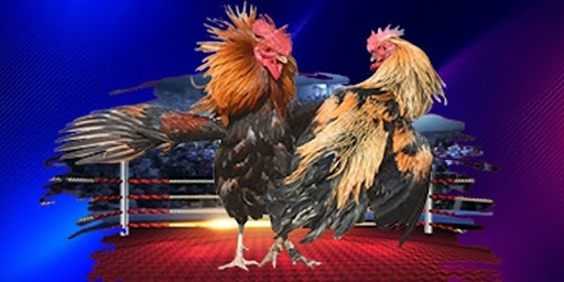 Cockfighting 5MB – Satisfy your cravings, master the game, win big prizes.