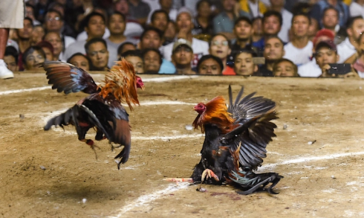 Go88 Cockfighting – Exciting Daily Matches and an Engaging Viewing Experience