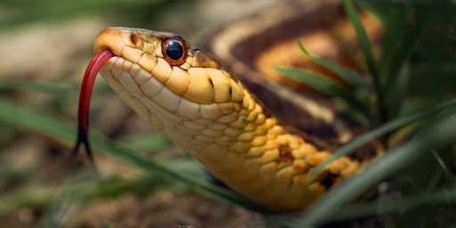 What does dreaming about snakes mean?88Dream Interpretation