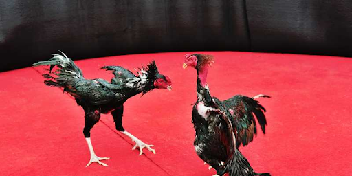 Criteria for Choosing a Reputable Cockfighting Website You Need to Know