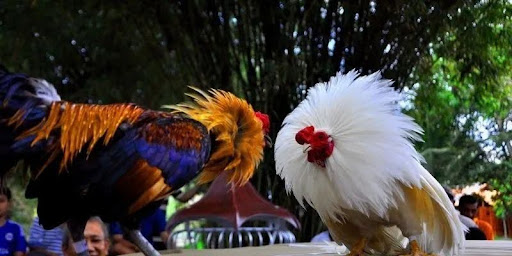 Thomo Cockfighting Nhatvip| Thrilling Arena, Clear Odds