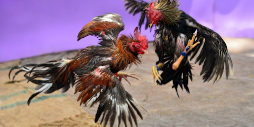 4K Cockfighting - Sharp and Clear in Every Moment