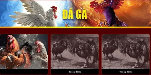 Vin88 Cockfighting - Vietnam's Leading Betting Site