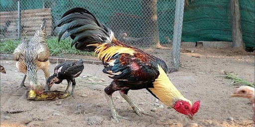 Thomo Cockfighting Today – Betting Strategies for Better Results