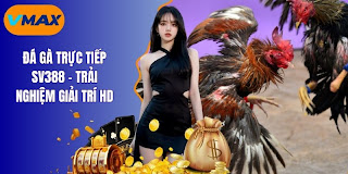 Đá Gà Trực Tiếp - Luật Chơi Chi Tiết Cho Người Mới
